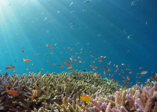 The Role of Oceans in the Global Ecosystem